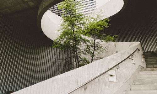 Grüner Baum der durch eine Wendeltreppe aus Beton durch eine darüberliegende Öffnung wächst